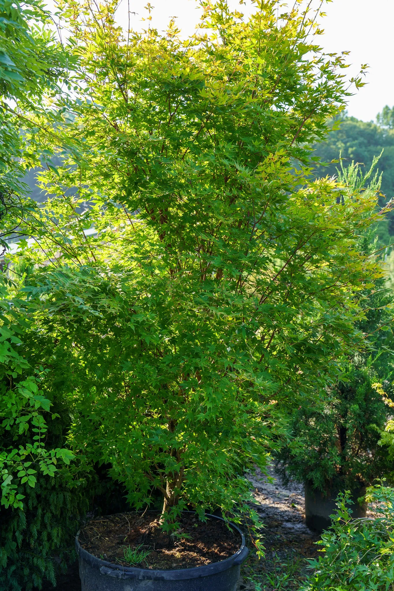 Beni Kawa Japanese Maple
