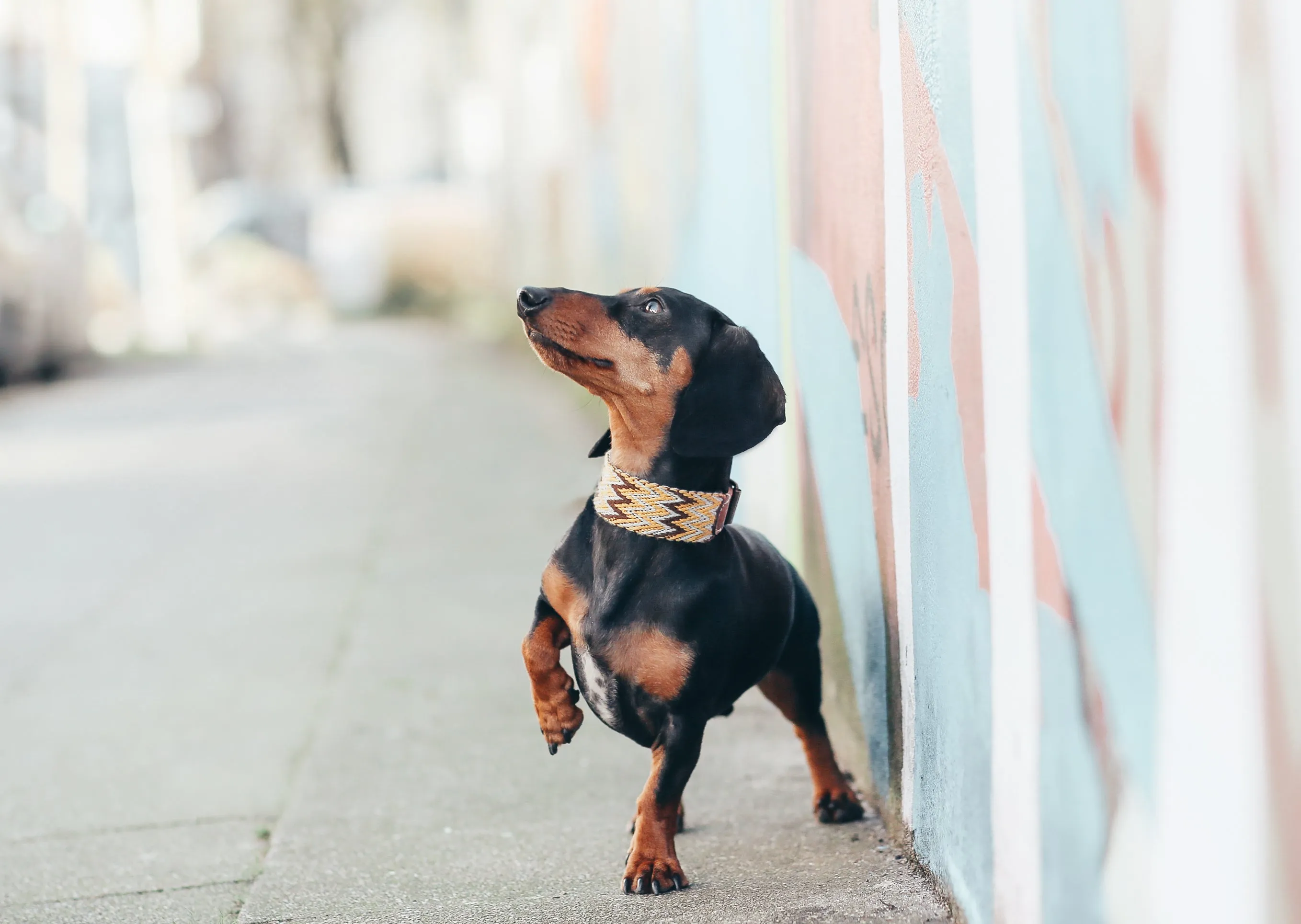 Dog Collar: Peruvian Gold