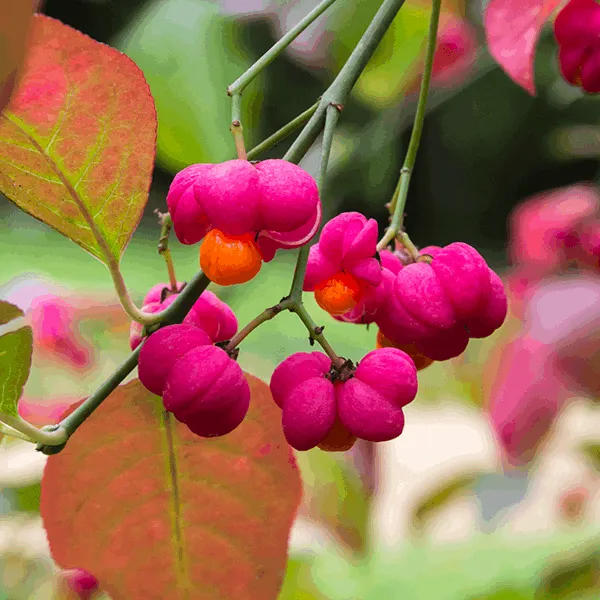 Euonymus europaeus Red Cascade - Spindle Tree