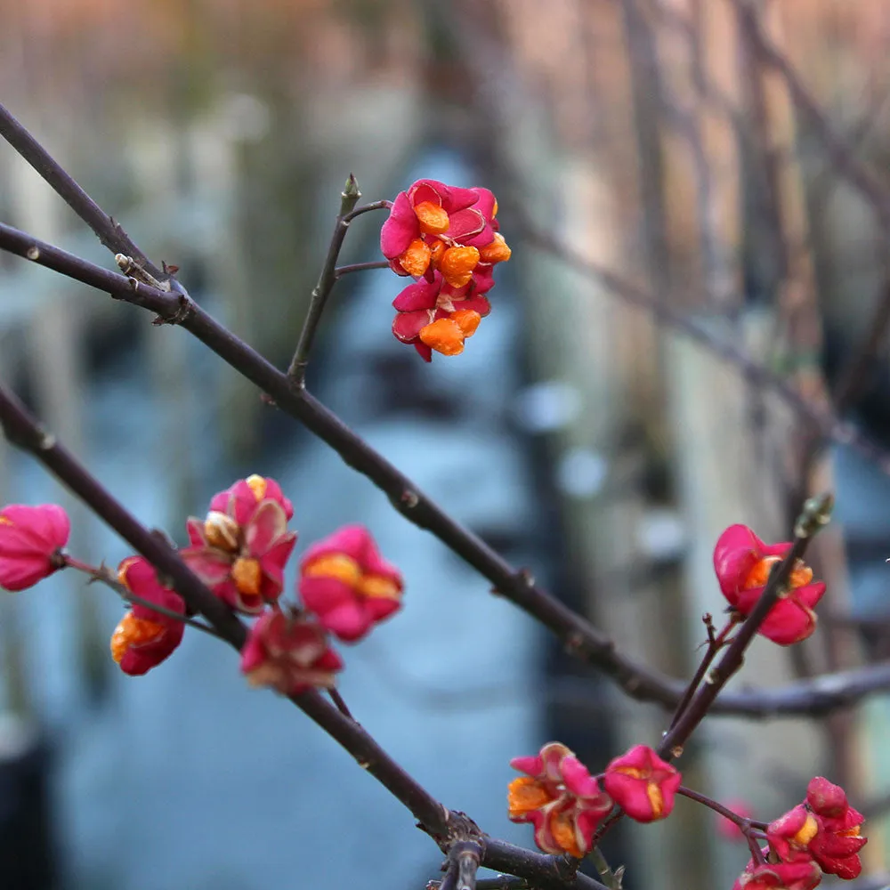 Euonymus europaeus Red Cascade - Spindle Tree