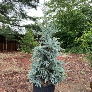 Juniper scop Blue Haven #7