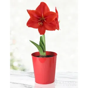 'Red Lion' Amaryllis Kit