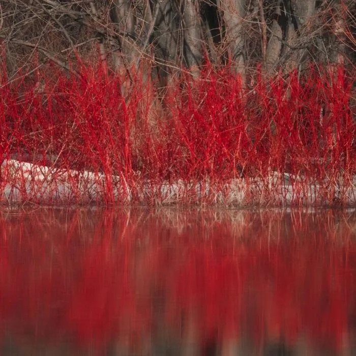 Red Twig Dogwood