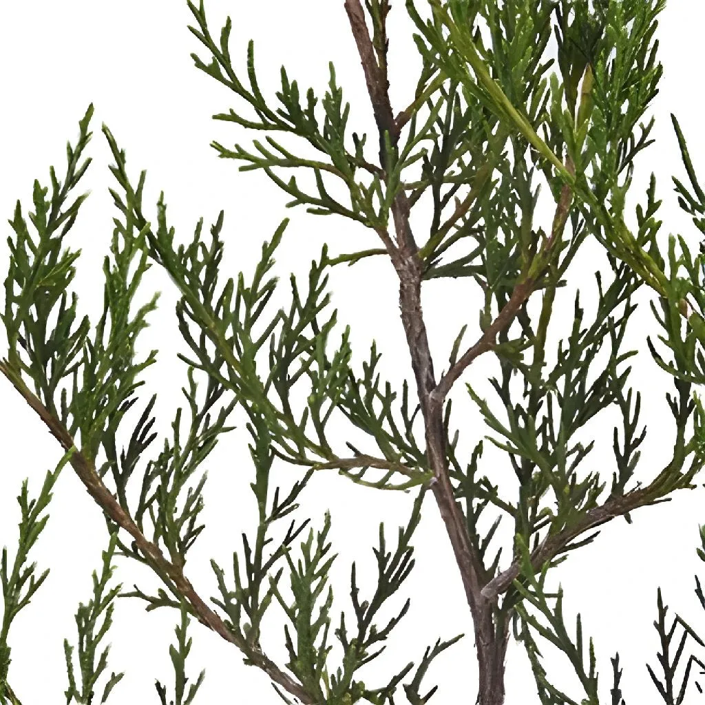 Southern Red Cedar Winter Greenery