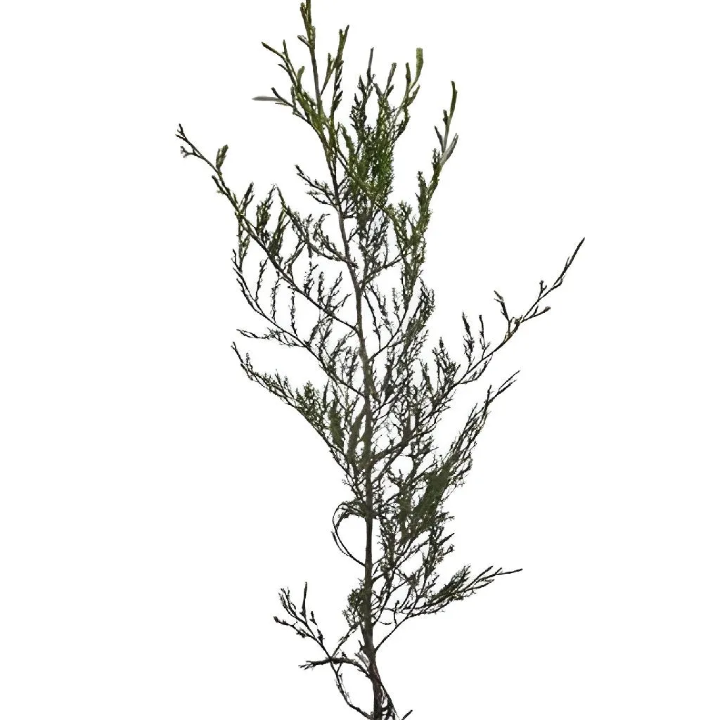 Southern Red Cedar Winter Greenery