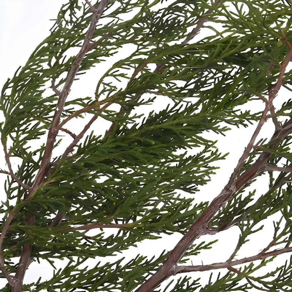 Southern Red Cedar Winter Greenery