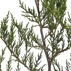 Southern Red Cedar Winter Greenery