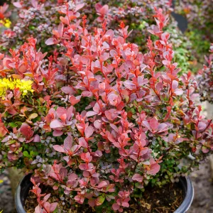 Sunjoy Mini Maroon Barberry