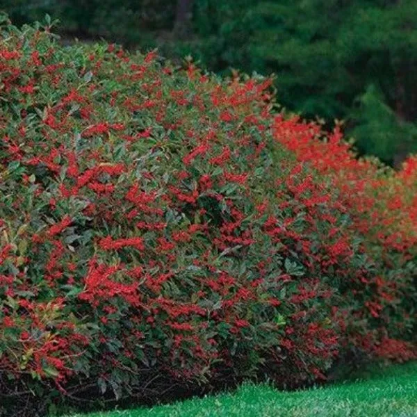 Winter Red Winterberry Holly