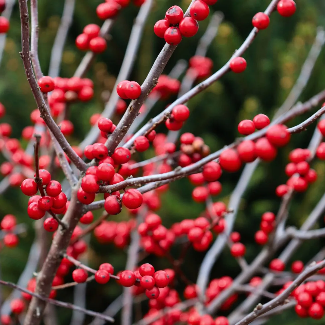 Winter Red Winterberry Holly
