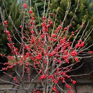 Winter Red Winterberry Holly