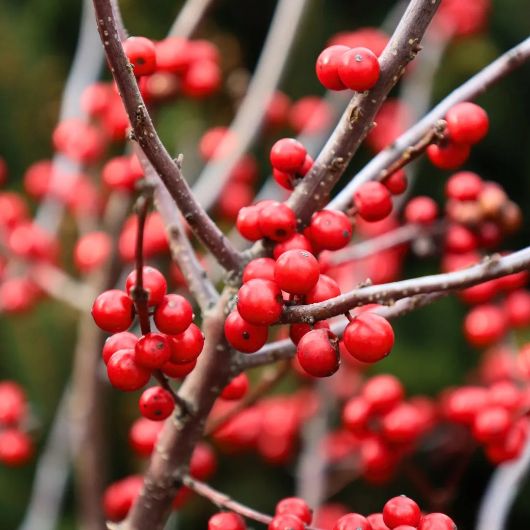 Winter Red Winterberry Holly
